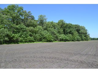 <b>PRICE REDUCED: $5,900 per acre</b><br>
This property offers productive tillable land along with two wooded areas.  Much of the larger woods near the road is on a ridge.  Investigate this area for a potential beautiful homesite as well as for hunting and recreational opportunities. <br>
<b>156.9+/- </b>Total Acres | <b>145.83+/-</b> Tillable Cropland Acres per FSA | <b>10+/-</b> Wooded Acres - 156.9+/- Acres For Sale - Cropland, Woods for Hunting/Recreational & Potential Building Sites